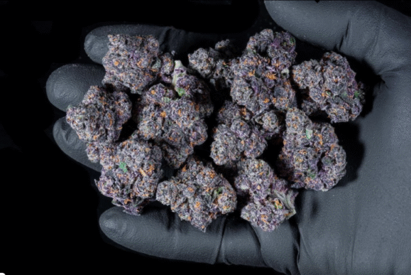 F9 Boutiq Indoor Flower