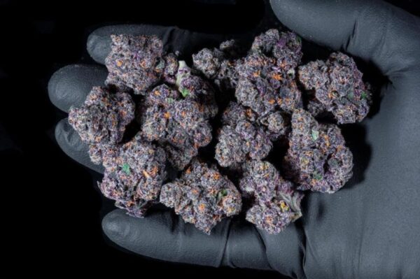 bulk flowers Boutiq Bulk Flowers